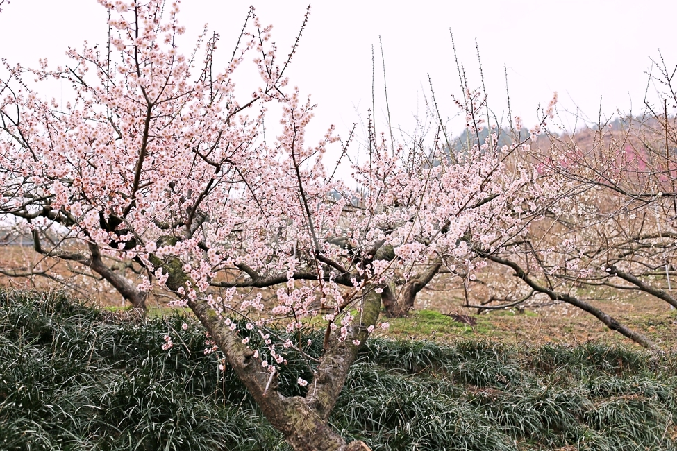 hadong,하동,매화축제,매화,매화꽃,꽃,flower,봄,계절,spring,season,자연,풍경,nature,landscape,plant,식물,blossom