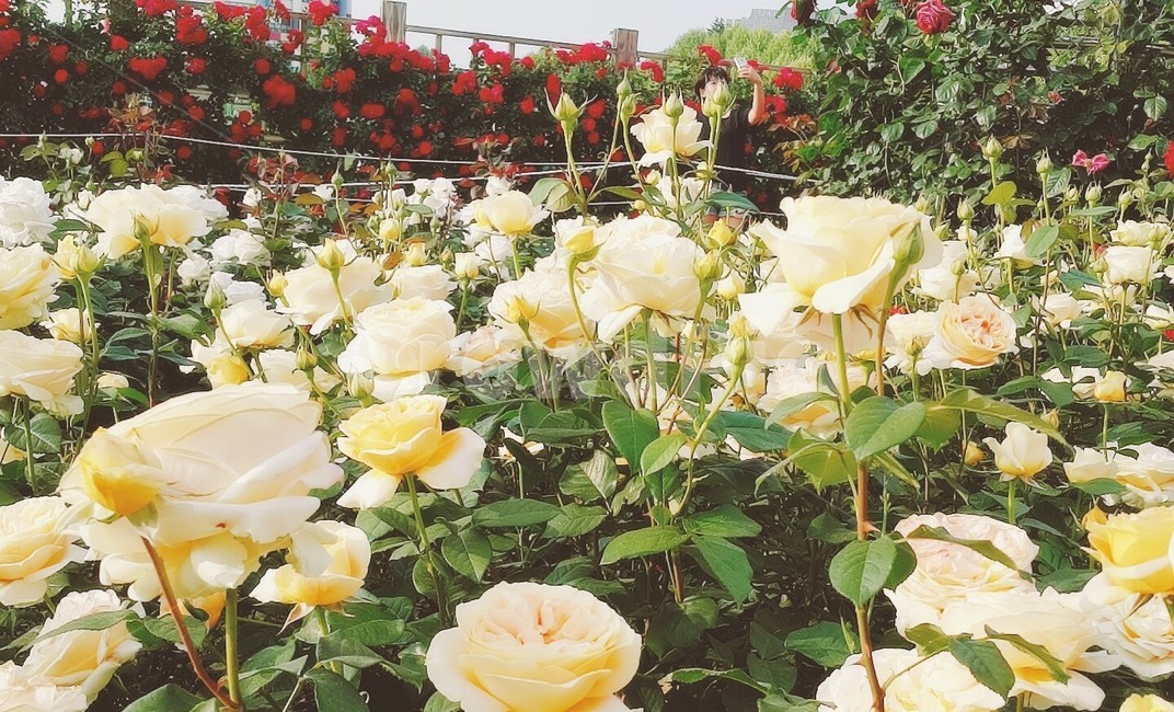 flower,꽃,plant,식물,blossom,장미,rose,redrose,red,redflower,white,whiteflower,yellow,yellowrose,yellowflower,whiterose,빨강색,leaf,빨간장미,빨간꽃,잎사귀,잎,노란장미,흰색,노란색,노란꽃,흰장미,흰꽃