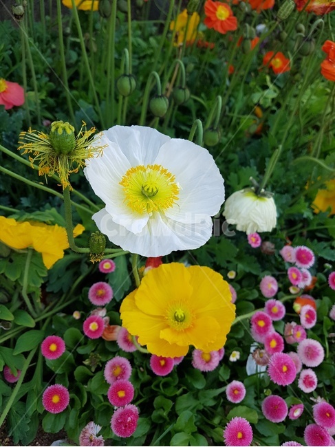 plant,식물,geranium,제라늄,blossom,꽃,flower,식물,자연,plants,nature,꽃,flower