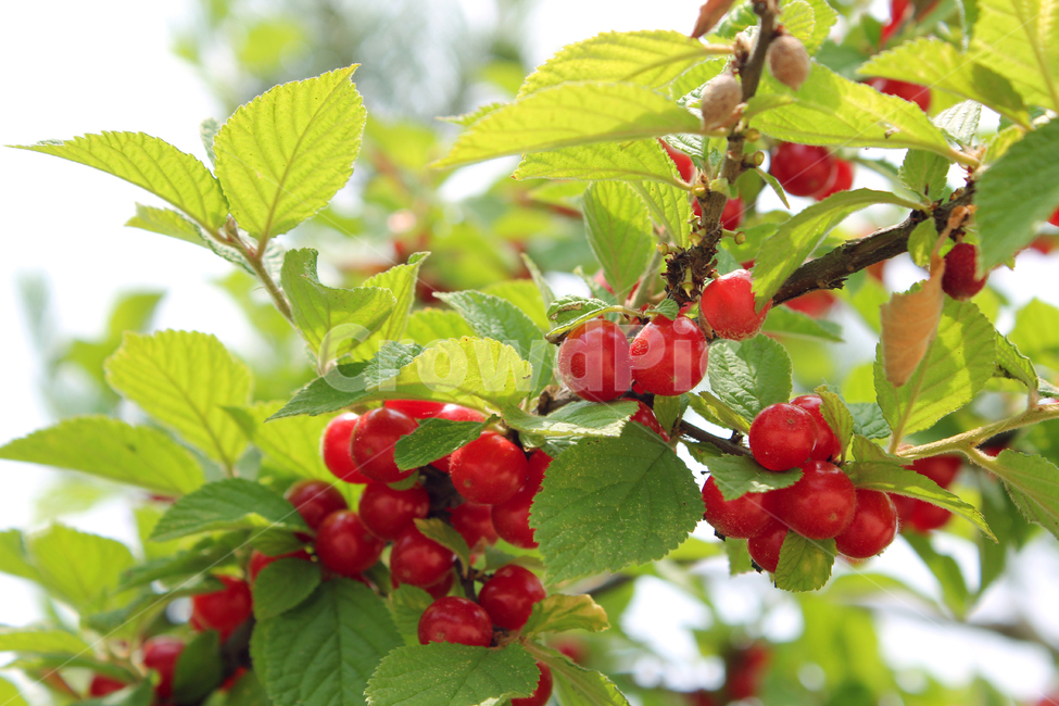 앵두,빨강,열매,과일,잎,앵두나무,berry,branch,cherry,food,fresh,fruit,green,korea,koreacherry,leaf,leaves,natural,plant,red,ripe,tree,vitamin,나뭇가지,신선한,나무,레드,빨간색,한국,자연,식물,자연,plants,nature,과일,열매,fruit