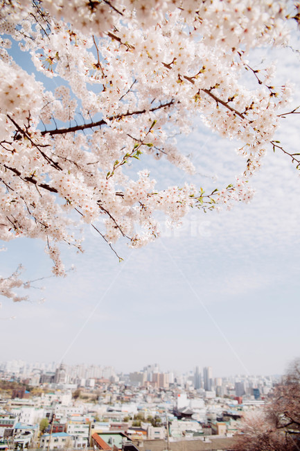 봄,벚꽃,꽃잎,flower,cheeryblossom,봄꽃