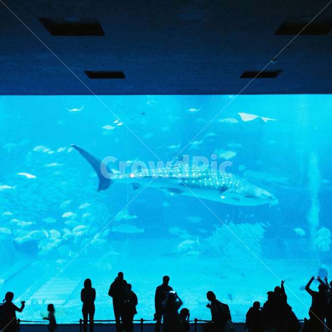 수족관,오키나와,okinawa,사람그림자,aquatic,필카,필름,aquarium,아쿠아리움,감성사진