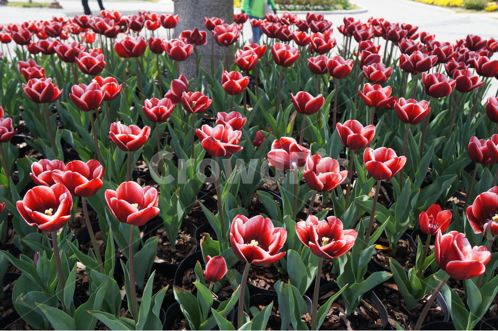 튤립,튜율립,tulip,화초,꽃,정원,식물,꽃사진,빨간튤립,봄꽃,맑은날,공원,특이한툴립,식물,자연,plants,nature,꽃,flower