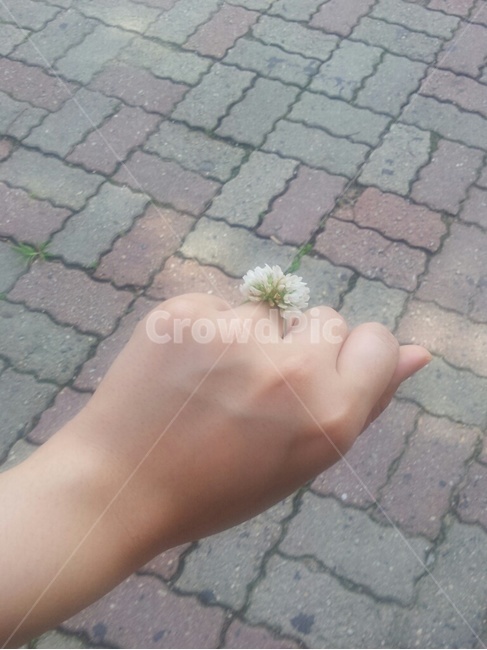토끼풀,네번째손가락,반지,꽃반지,사랑,배경