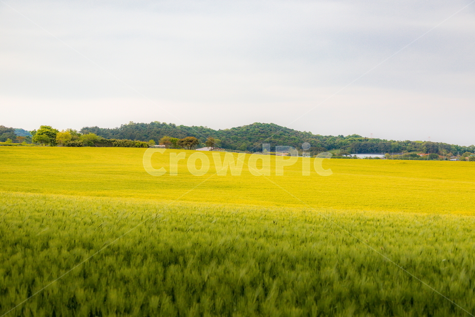 청보리,청보리밭,보리,풍경,landscape,고창청보리밭,봄