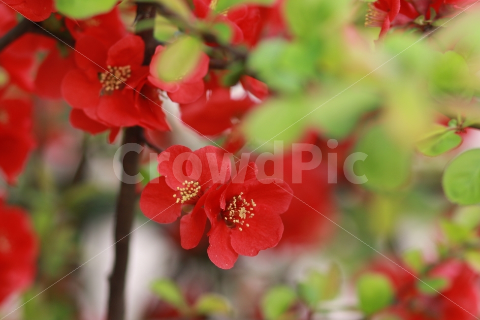 대한민국,꽃,미니동백,동백,빨강,빨강색,컬러,원색,식물,자연,plants,nature,꽃,flower