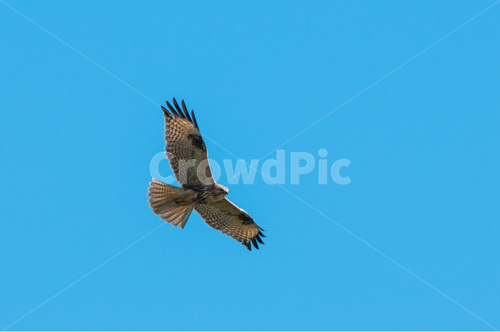 한국의철새,말똥가리,맹금류,매,새,동물,animal,조류,새,birds