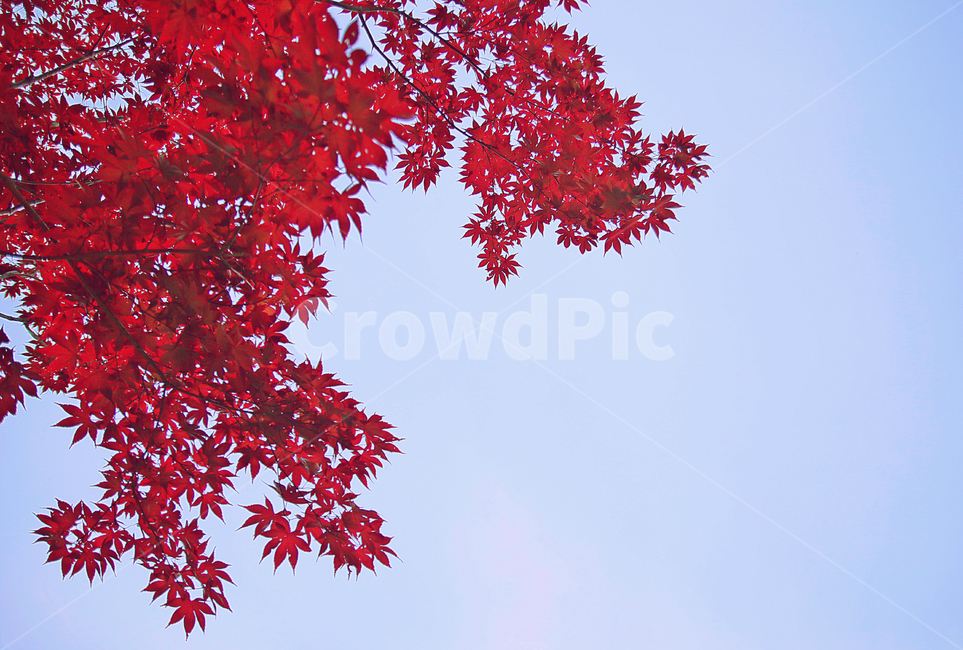 단풍,낙엽,단풍축제,하늘,홍단풍,나무,가을,계절,봄,여름,가을,계절,fall,autumn,season,자연,풍경,nature,landscape,leaf,잎,plant,식물,tree,maple