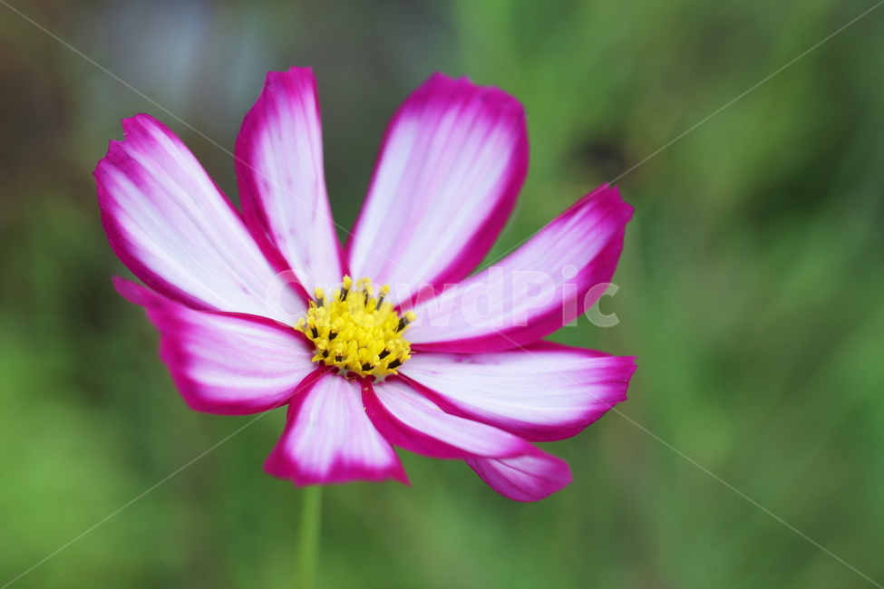 코스모스,꽃,식물,flower,plant,cosmos,식물,자연,plants,nature,꽃,flower