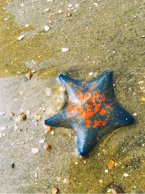 불가사리,서해,starfish,바다생물,바다,안면도,해변,바다,beach,sea