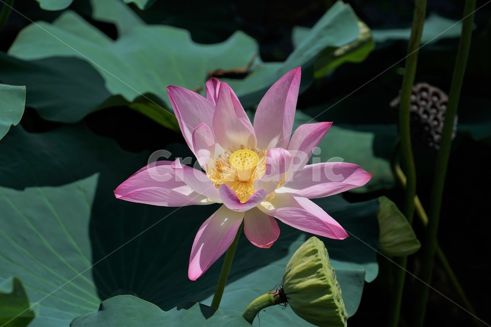 연꽃,수련과,연속,수생식물,불교,연,lotus,뿌리식물,식물,백합,flower,꽃,식물,자연,plants,nature,꽃,flower