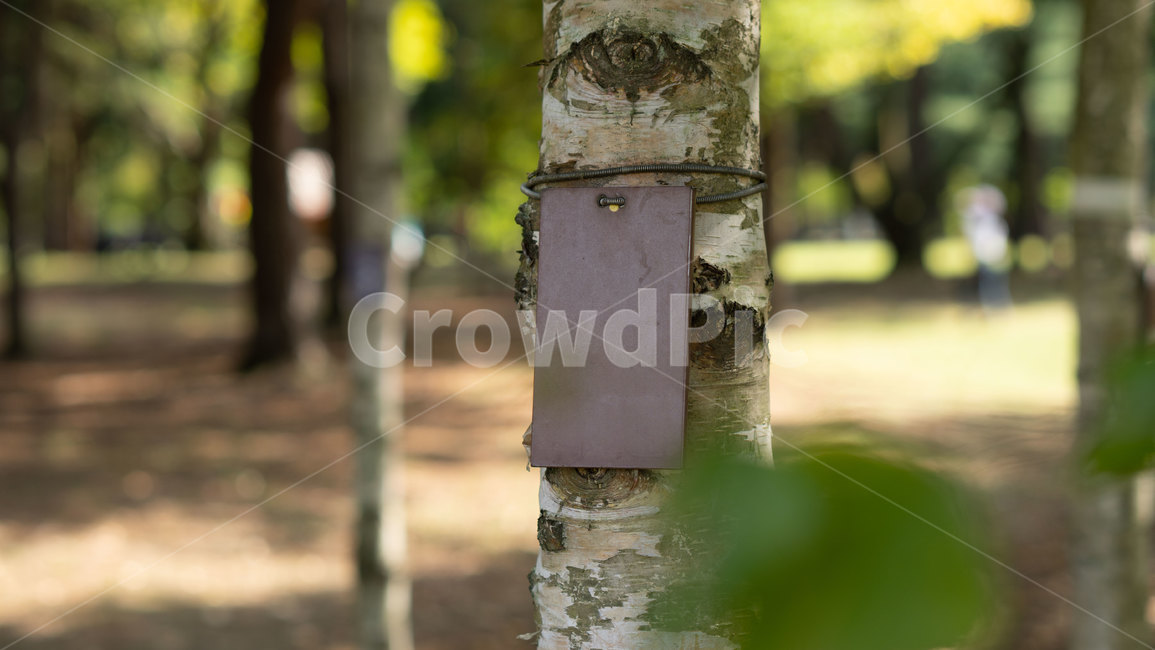 plant,식물,tree,나무,남이섬,자작나무