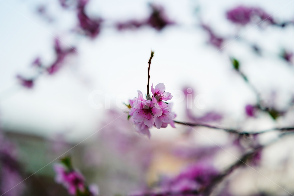 꽃,나무,벚꽃,flower,식물,blossom