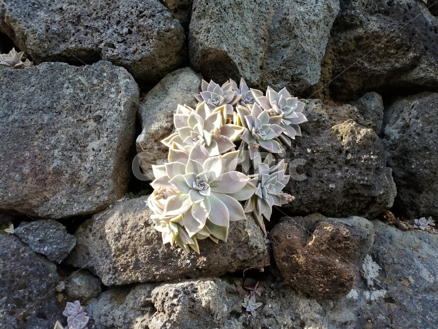 제주도,jeju,돌담,다육이,꽃