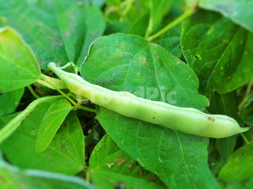 농촌,콩,농사,콩깍지,푸른잎,텃밭,식물,자연,plants,nature