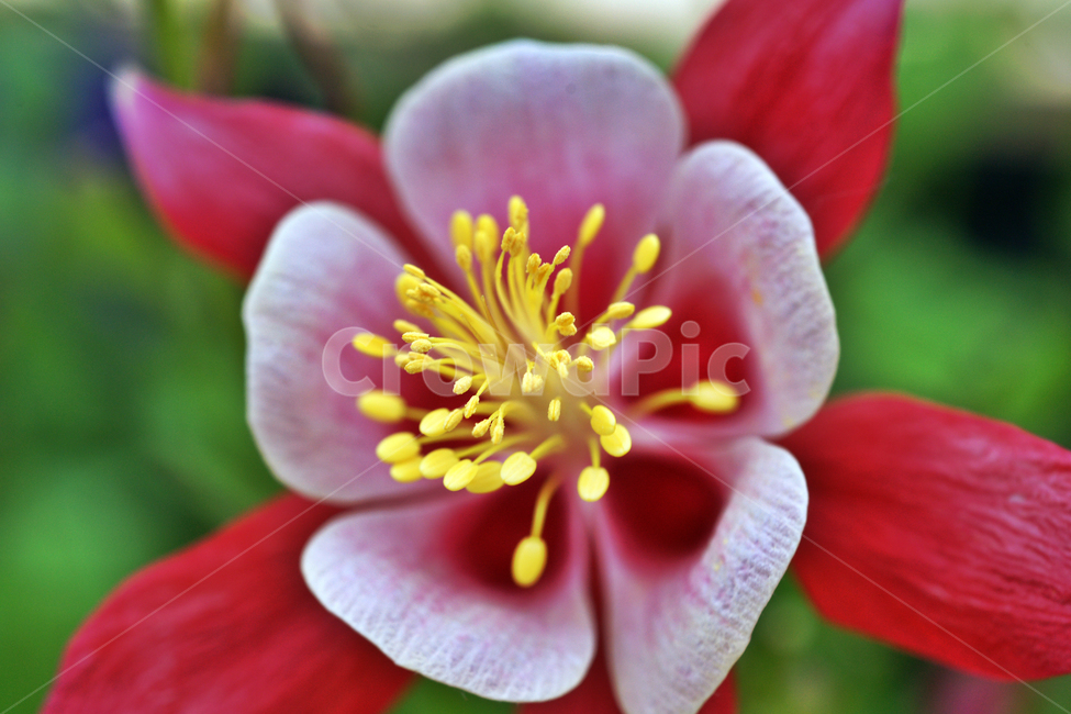 서양매발톱꽃,꽃,식물,미국,관상용,쌍떡잎식물,aquilegiacanadensis,미나리아재비과