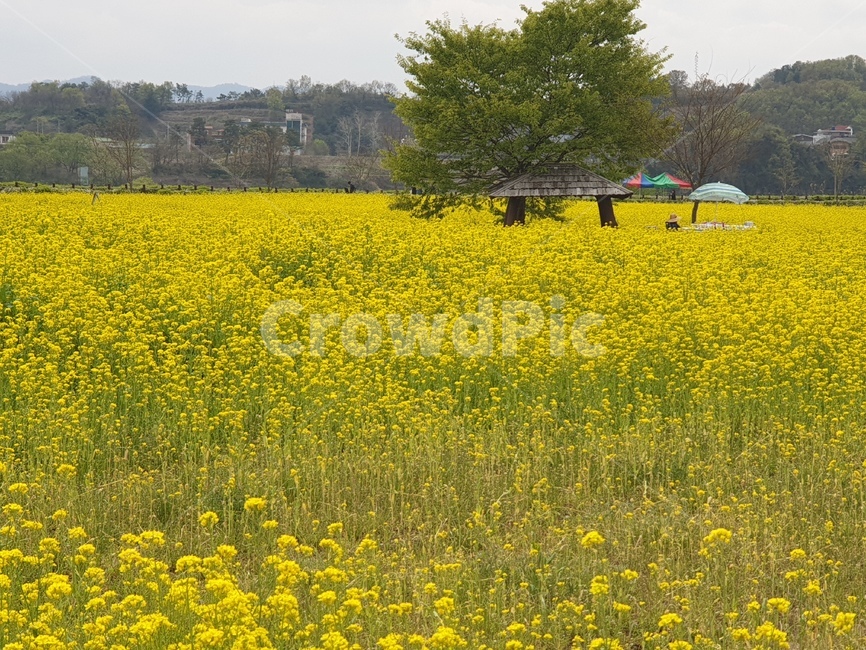 유채,유채꽃,소나무,유채밭,봄