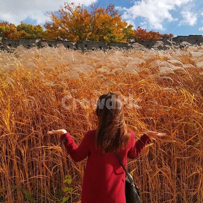 갈대밭,가을,억새,행궁동,고즈넉한,가을,계절,fall,autumn,season,사람,인물,인간,human,person,여성,여자,woman,female,lady,grass,잔디,plant,식물