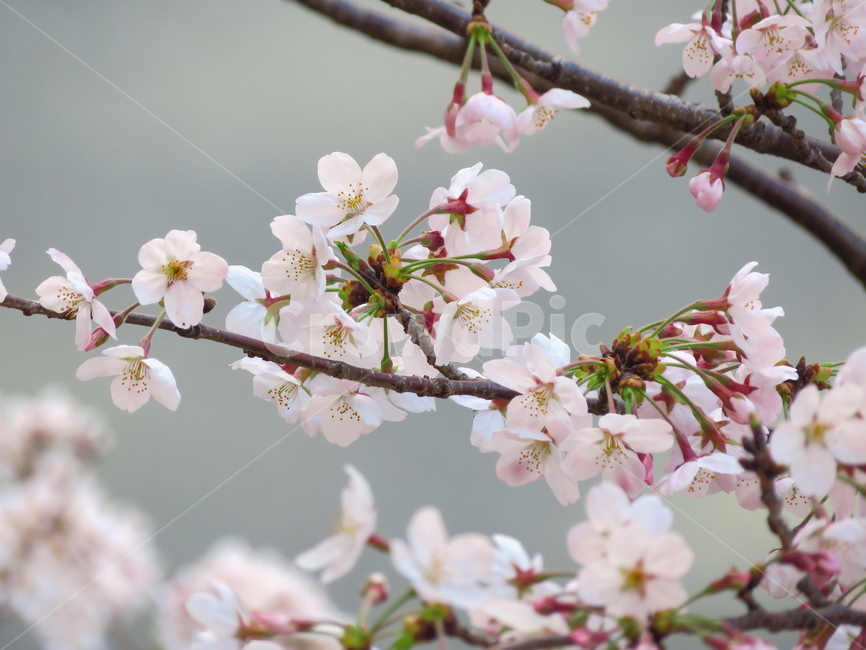 flower,꽃,blossom,cherryblossom,벚꽃,봄,나뭇가지,벚나무,꽃잎,식물,plant,야외,outdoor,tree,season,spring,계절