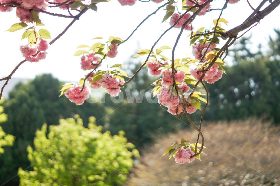 plant,식물,flower,꽃,blossom,겹벚꽃,벚꽃,cherryblossom,spring,봄,봄느낌,봄풍경,풍경,나무,꽃나무,벚꽃나무,따뜻함,따뜻한느낌,햇빛,sunshine,봄,계절,spring,season