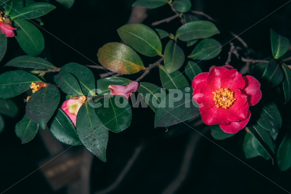 동백꽃,꽃,동백,동백나무,봄꽃,빨강,초록,빛,식물,자연,plants,nature,flower,bloom,배경화면,식물,자연,plants,nature,꽃,flower