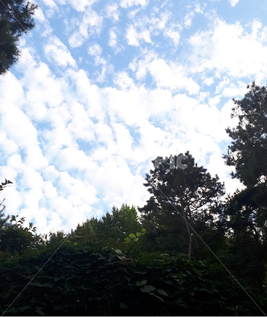 하늘,구름,나무,숲,sky,cloud