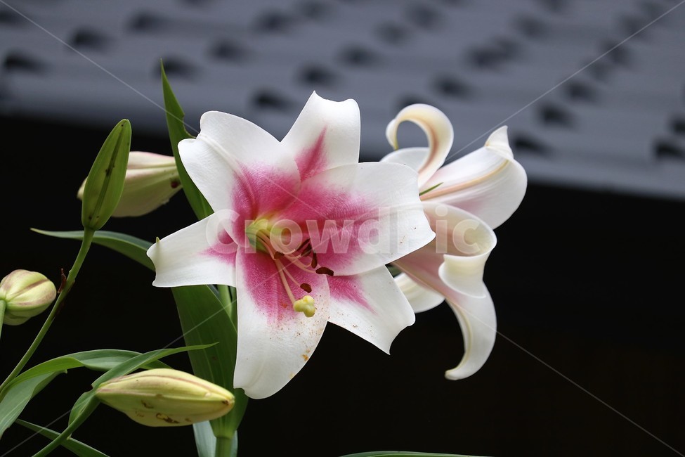아마릴리스,plant,식물,flower,꽃,식물,자연,plants,nature,꽃,flower