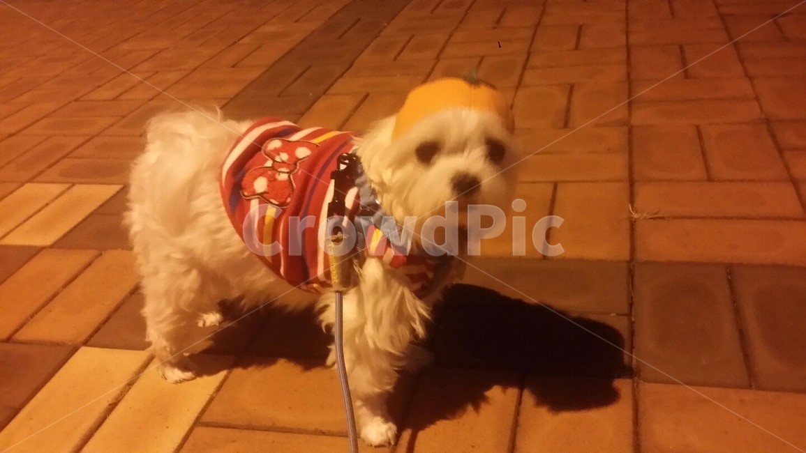 강아지,반려견,pet,애완견,개,동물,animal,mammal,강아지옷,말티즈,동물,animal,포유류,mammal,개,강아지,dog,doggy