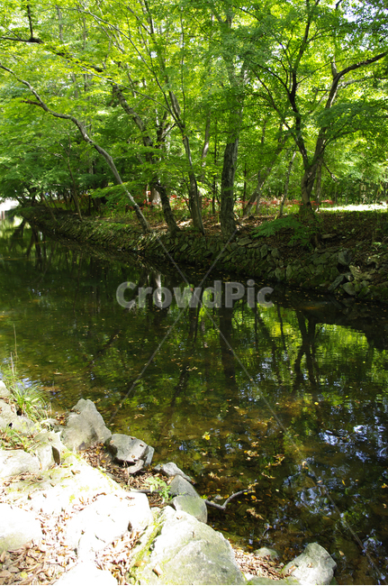계곡,나무,물,반영,초록,자연,풍경,nature,landscape,water,land,땅,outdoors,옥외