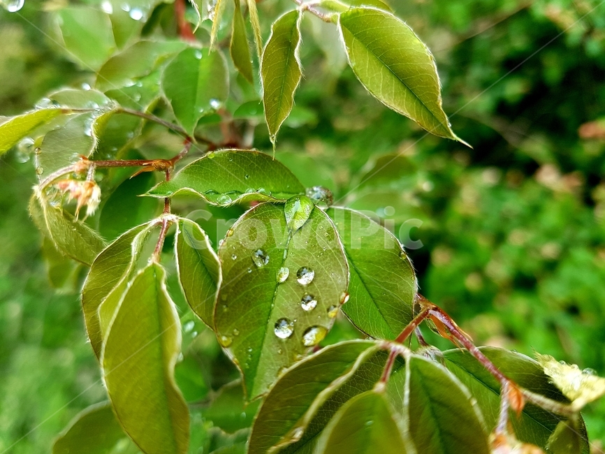 풀,자연,식물,경치,나무,봄,식물,자연,plants,nature