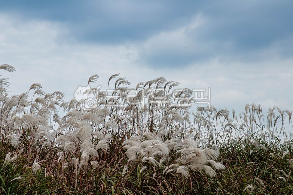 richness,Reed,nature,background,autumn background,Silver grass,width,autumn,Sky of Autumn