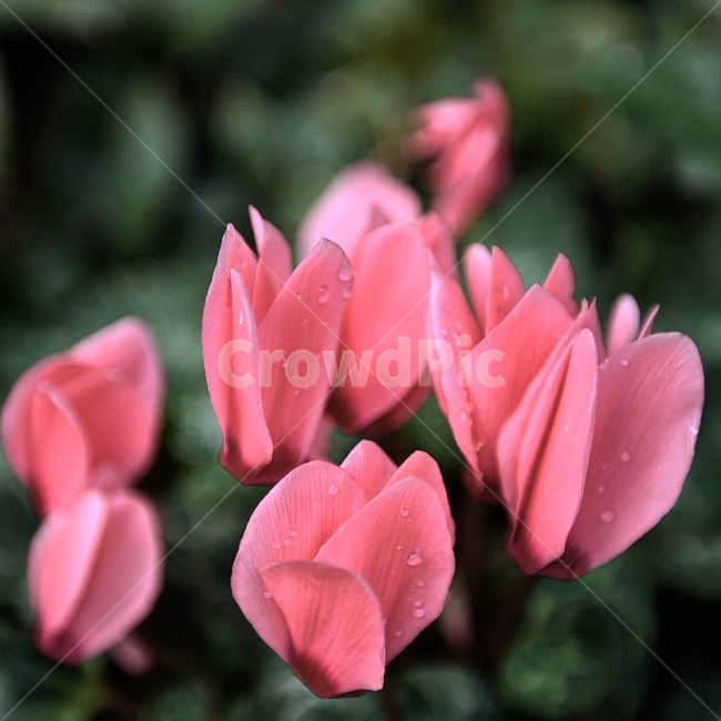 빗방울사진,비맞은꽃,예쁜꽃,제라늄,울방울사진,식물,자연,plants,nature,꽃,flower,비,비오는날,rain,rainy