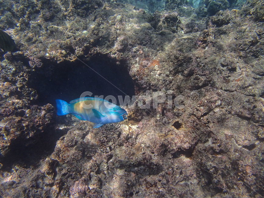 ocean,Under the sea,fish,blue fish