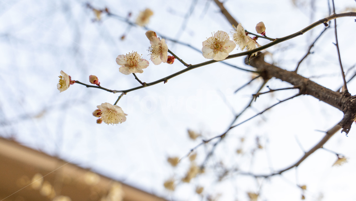 plant,식물,꽃,blossom,꽃봉오리,bud,spring,flower,봄,식물,자연,plants,nature,꽃,flower