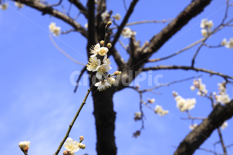 봄,자연,매화,꽃,매화꽃,매화마을,spring,flower,nature,season,나무,식물,봄꽃,계절,봄,계절,spring,season,식물,자연,plants,nature,꽃,flower,plant