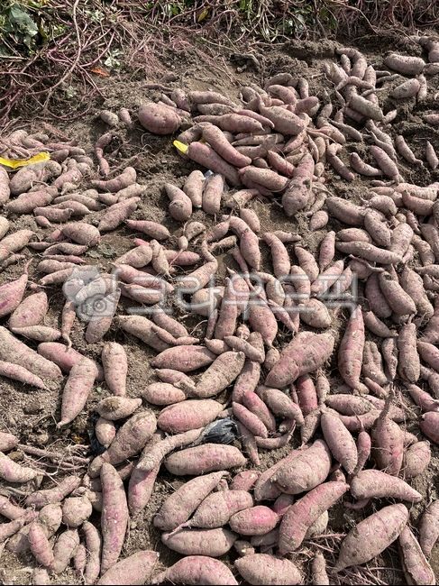 고구마,sweetpotato,음식,food,vegetable,채소,고구마밭,가을,가을고구마