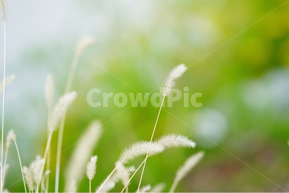 꽃,보케,아웃포커싱,봄,초록,식물,자연,plants,nature,감성,sensible,feeling
