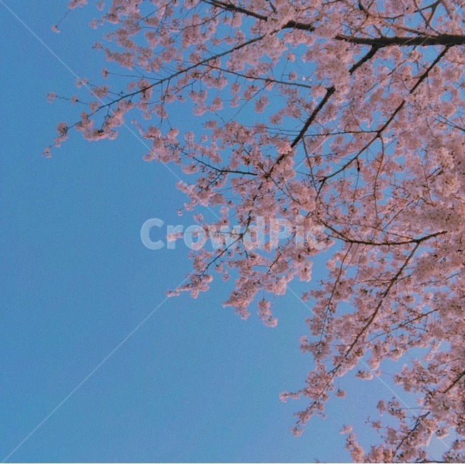 벚꽃,봄,spring,풍경,자연,낮,하늘,꽃,식물,계절,season,cherryblossoms,flower,감성,분홍,핑크,색감,야외,필름,봄,계절,spring,season,plant,tree,나무