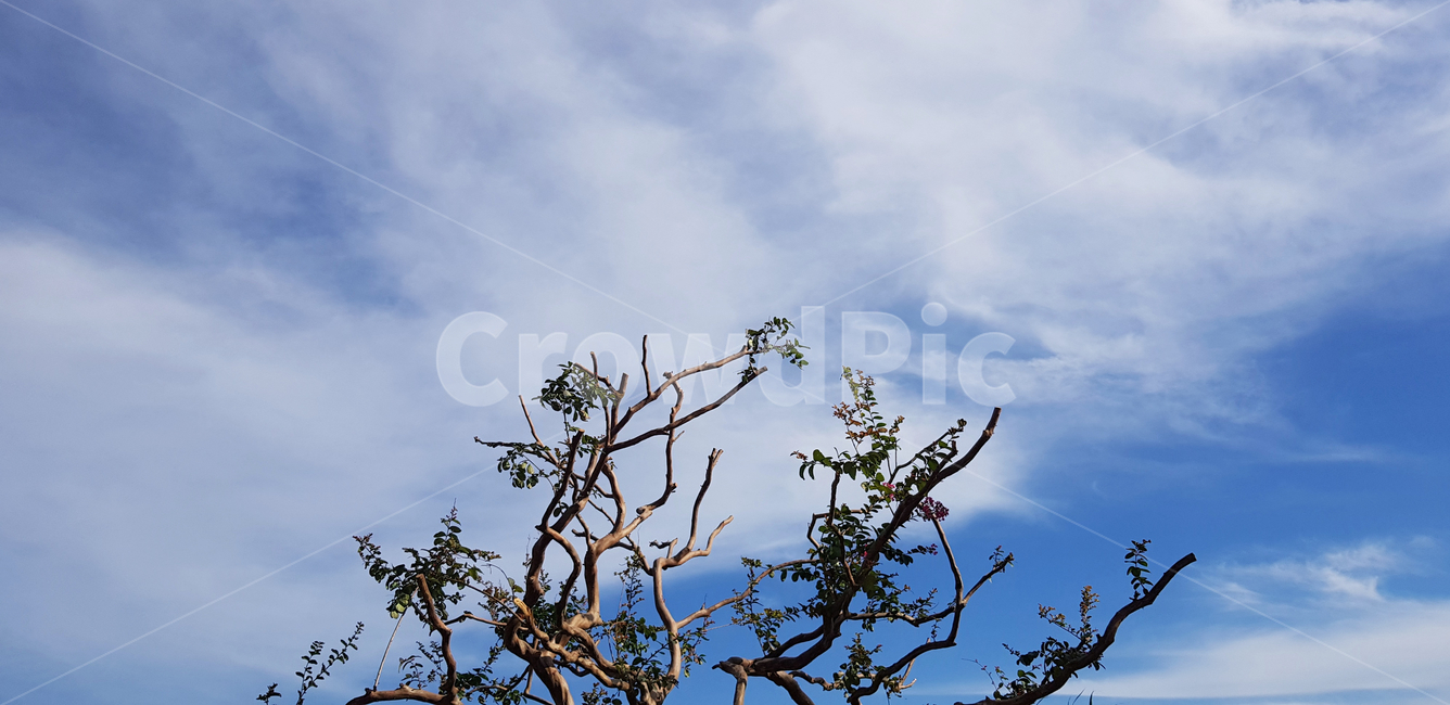 식물,하늘,구름,자연,공원,잎,나무,식물,자연,plants,nature,나무,trees,wood