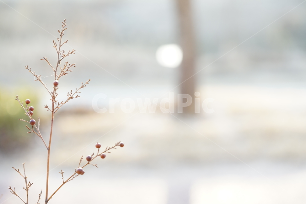 봄,햇살,감성사진,봄꽃,봄풍경,식물,생명,풍경,계절,봄날,자연,봄,계절,spring,season,식물,자연,plants,nature,과일,열매,fruit,휴식,힐링,rest,relaxation,healing