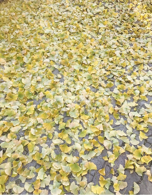 가을,은행잎,은행나무,노란색,yellow,가을,계절,fall,autumn,season,plant,식물,ground,바닥