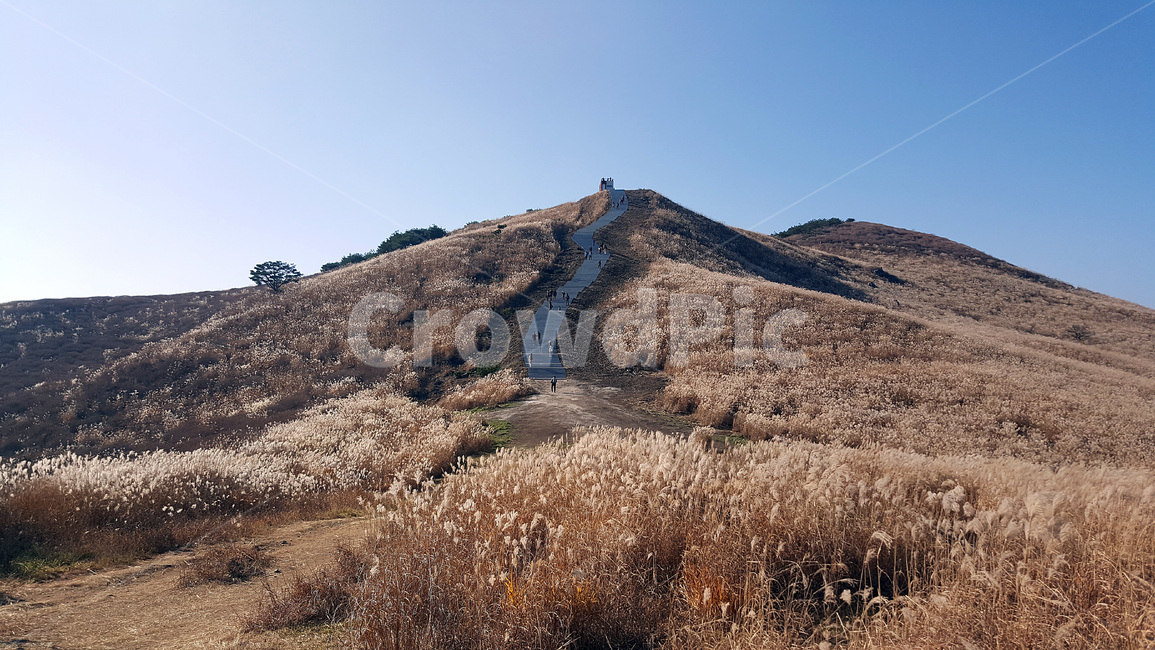갈대,산,동산,outdoors,옥외,field,목초지,경사,slope,자연,nature,grassland,황매산,하늘,햇살,가을,갈대밭