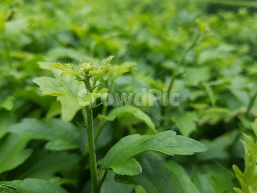 풀,나무,새순,어린잎,초록색,잎,줄기,식물,자연,plants,nature