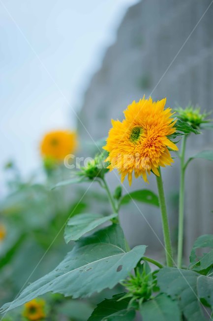 해바라기,아기해바라기,꽃,강주마을,해바라기축제,식물,자연,plants,nature,꽃,flower