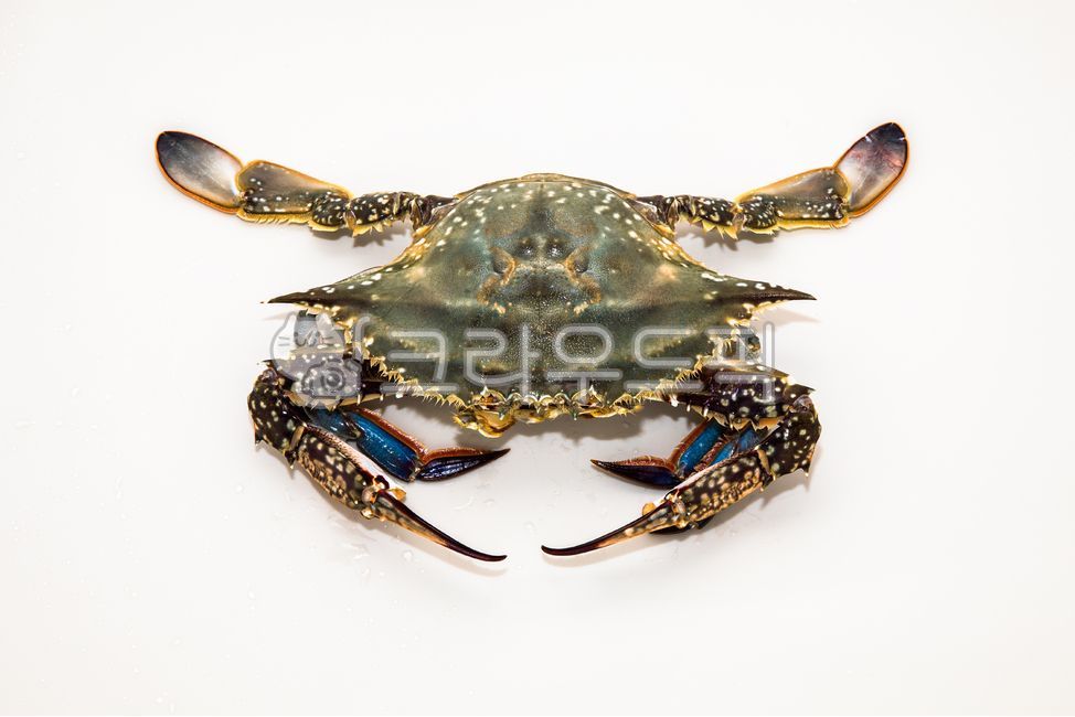 꽃게,게,식재료,생게,살아있는게,싱싱한식재료,대게,어패류