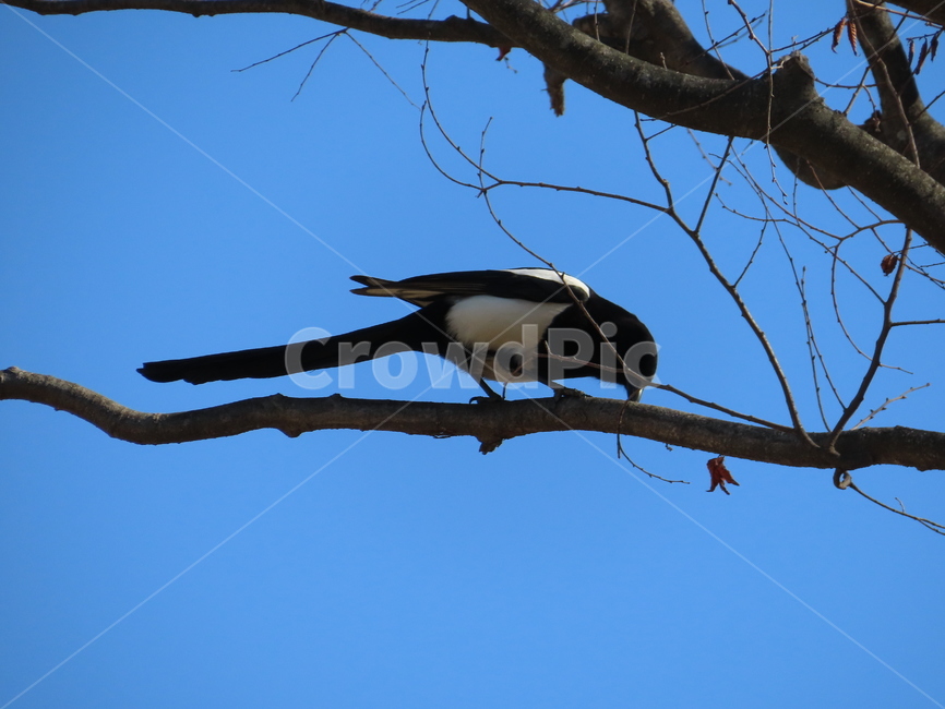 나무,식물,까치,조류,새,나뭇가지,클로즈업,tree,plant,magpie,bird,branches,closeup,동물,animal,조류,새,birds