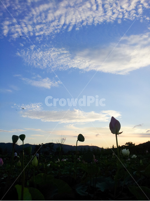 연꽃,하늘,파랑,풍경,여름,구름,자연,풍경,nature,landscape,bird,새,animal,동물
