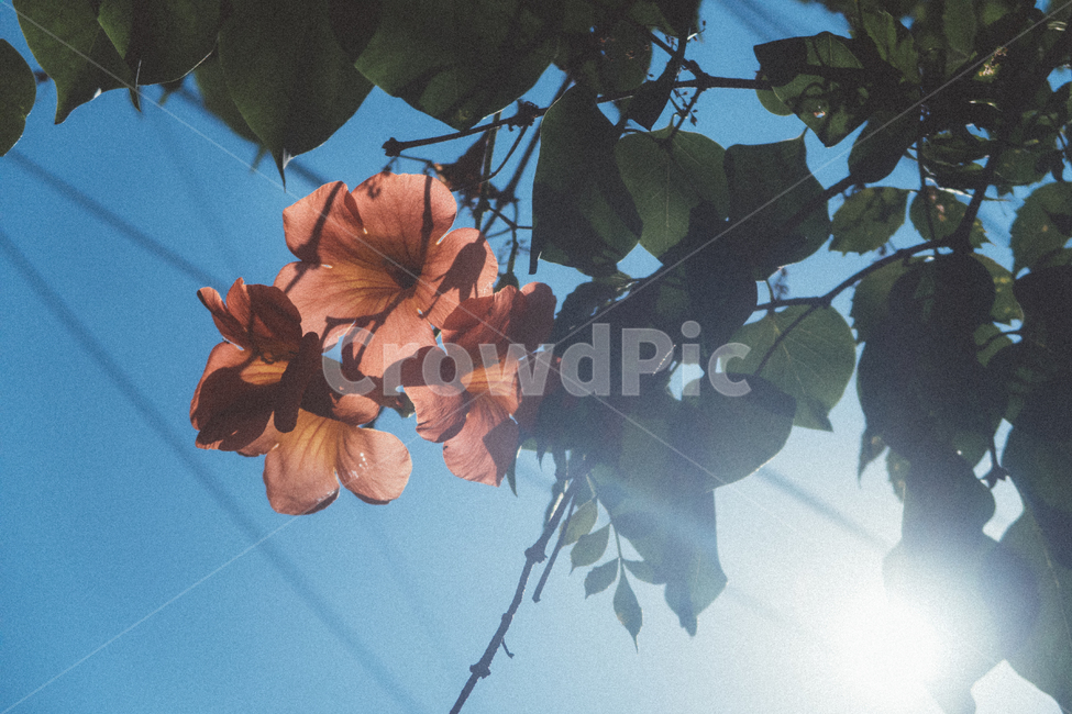 꽃,여름,플라워,길거리,스냅,일상,빨간문,꽃송이,장미,하늘,식물,자연,plants,nature,꽃,flower,감성,sensible,feeling