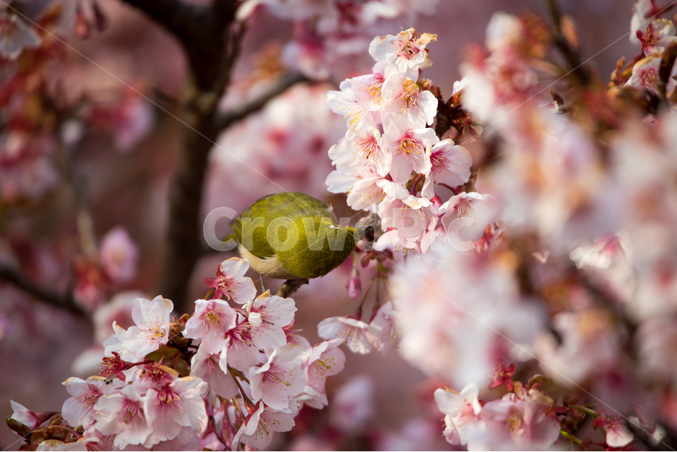 벚꽃,cherryblossom,blossom,꽃,flower,식물,plant,새,bird,야생동물,동물,animal,봄,계절,spring,season,식물,자연,plants,nature,꽃,flower,동물,animal,조류,새,birds