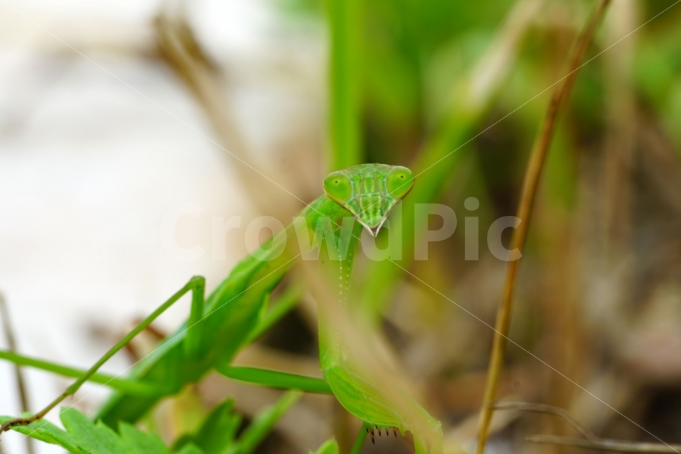 사마귀,곤충,벌레,동물,자연,animal,nature,praying,insect,bug,무법자,접사,macro,식물,풀,풀잎,이파리,여름,summer,근접촬영,마크로,신비,생명,생태,생태계,green,그린,스냅,스냅사진,스넵,스넵사진,snap,snapshot,한국자연,한국의자연,풍경,landscape,동물,animal,곤충,벌레,insect,bug